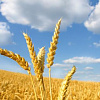 КВС САНСЕТ